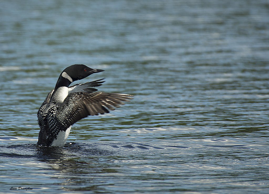 Birds of the Upper Peninsula - Paddling Michigan